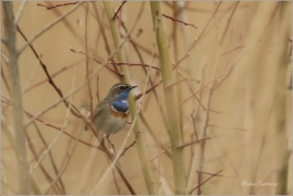 <p>SLAVÍK MODRÁČEK (Luscinia svecica) Ústecko ---- /Bluethroat - Blaukehlchen/</p>